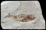 Cretaceous Fossil Fish (Armigatus) - Lebanon #70032-1